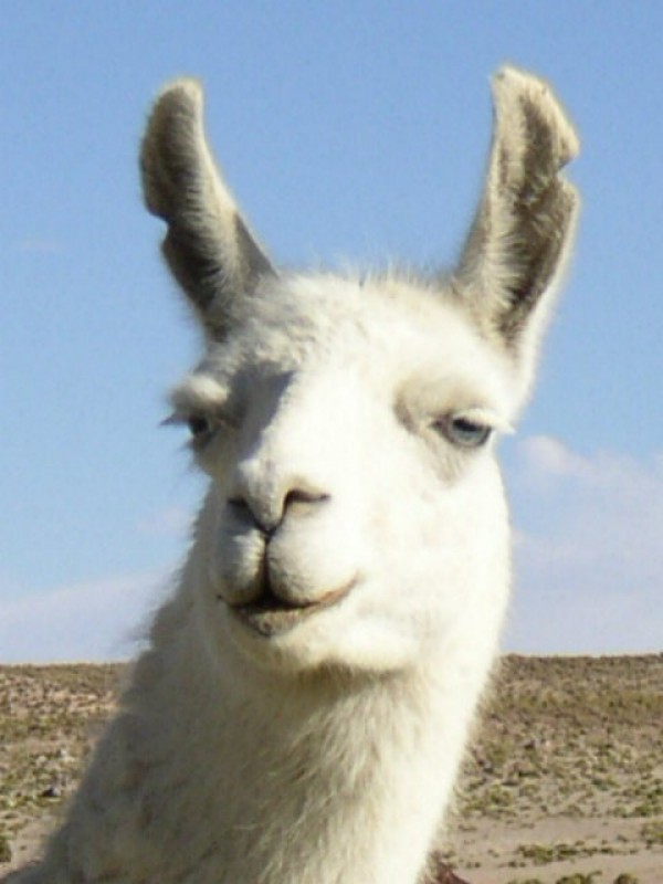 llama.jpg